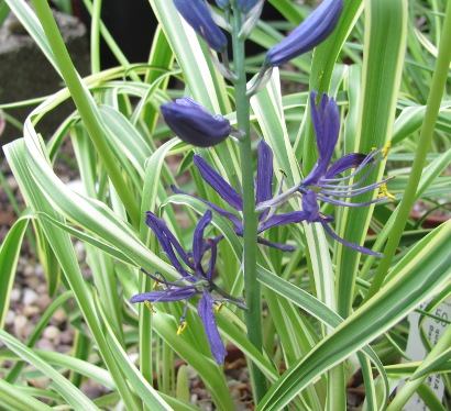 Camassia quamash 'Blue Melody' 1056/20